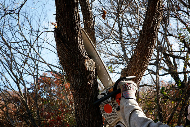 How Our Tree Care Process Works  in  Elsmere, KY
